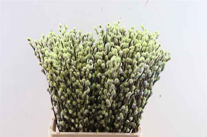 Salix Wilgenkatjes Purple Fresh 70cm Pst