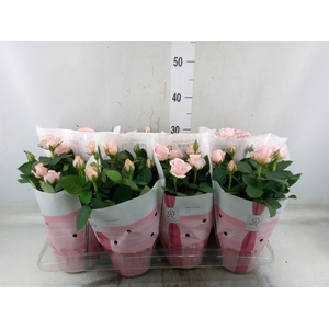 Rosa  'Amorosa Infinity Soft Pink'