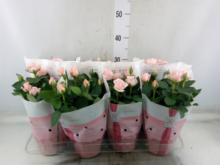<h4>Rosa  'Amorosa Infinity Soft Pink'</h4>
