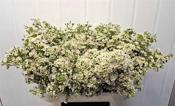 <h4>CHAME UN ARBEL</h4>