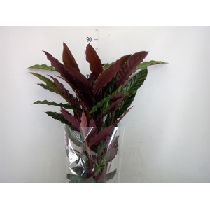 Calathea rufibarba