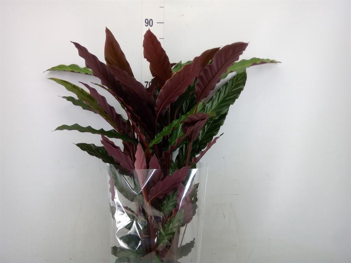 <h4>Calathea rufibarba</h4>