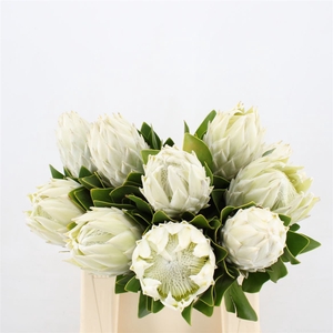 Protea Lei Momi