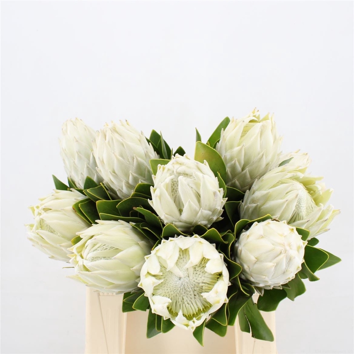 <h4>Protea Lei Momi</h4>