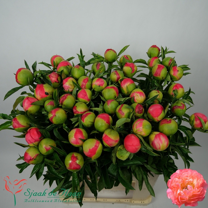 <h4>PAEO CORAL SUNSET</h4>