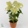 Hydrangea Hovaria Hayes Starburst