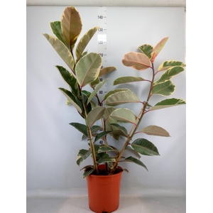 Ficus elastica 'Tineke'
