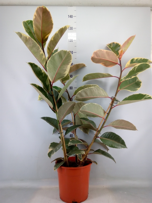 <h4>Ficus elastica 'Tineke'</h4>