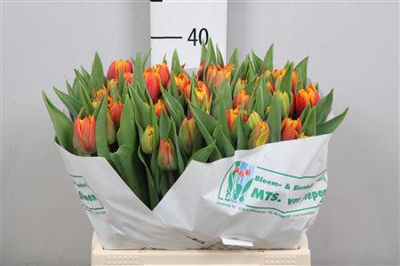 <h4>Tu Du Atlas</h4>