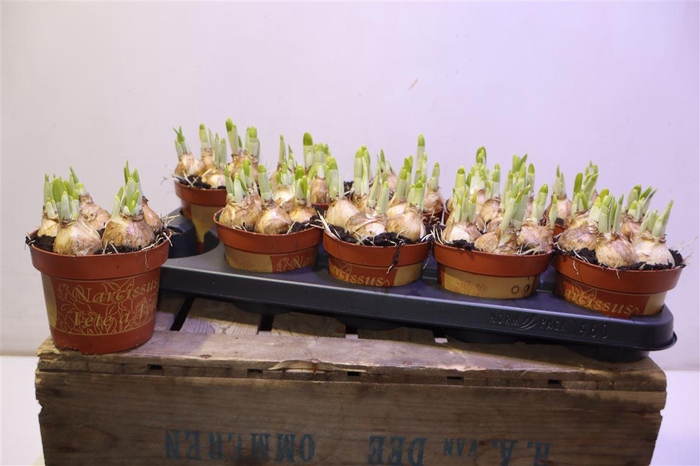 <h4>Narc O Tete A Tete</h4>