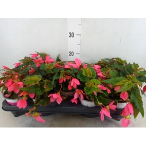Begonia boliv. 'Dreams Hot Pink'