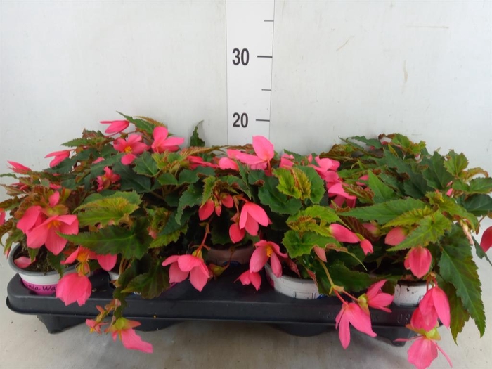 <h4>Begonia boliv. 'Dreams Hot Pink'</h4>