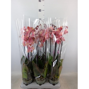 Phalaenopsis   ...