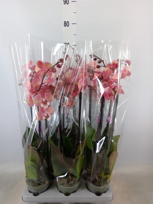 <h4>Phalaenopsis ...</h4>