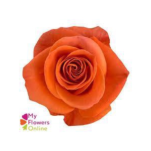 R Gr Carnelian Orange 40cm EC