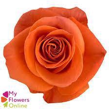 <h4>R Gr Carnelian Orange 40cm EC</h4>