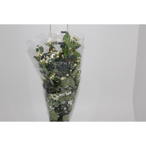 HYPERICUM 070 CM BRANCO
