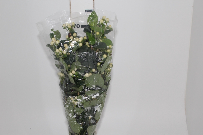 <h4>HYPERICUM 070 CM BRANCO</h4>