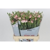 Dianthus Sp Symply Strike