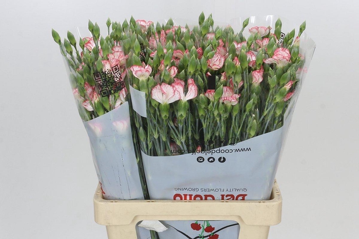 Dianthus Sp Symply Strike