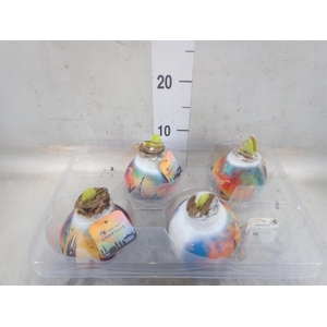 Hippeastrum   ...waxed