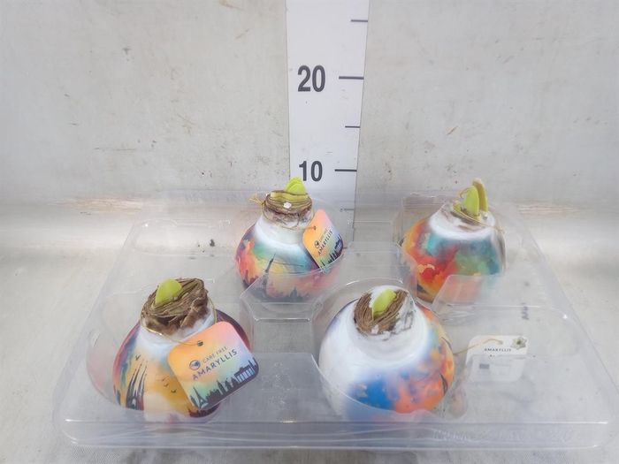 <h4>Hippeastrum   ...waxed</h4>