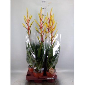 Tillandsia  'Luminosa'