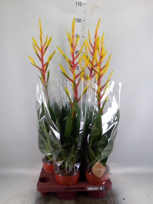 <h4>Tillandsia  'Luminosa'</h4>