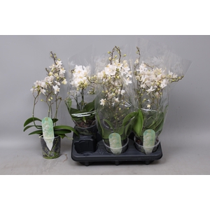 PHAL MF F SOFT CLOUD