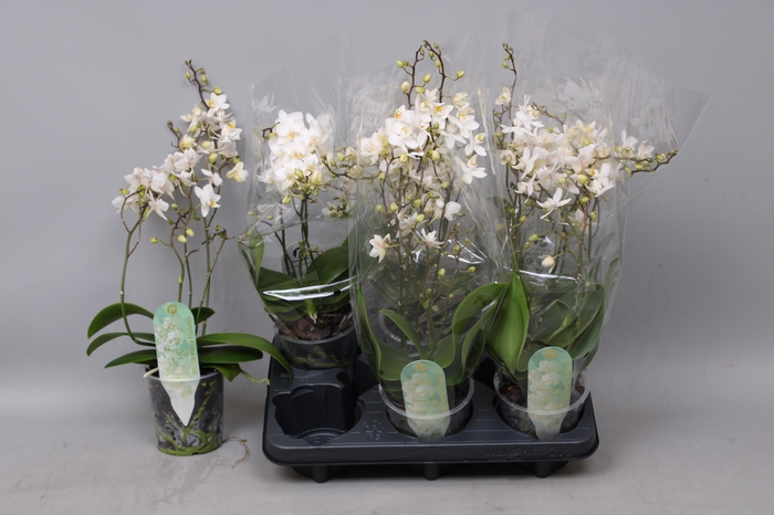 <h4>PHAL MF F SOFT CLOUD</h4>