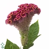 Celosia Cr Bombay Firosa