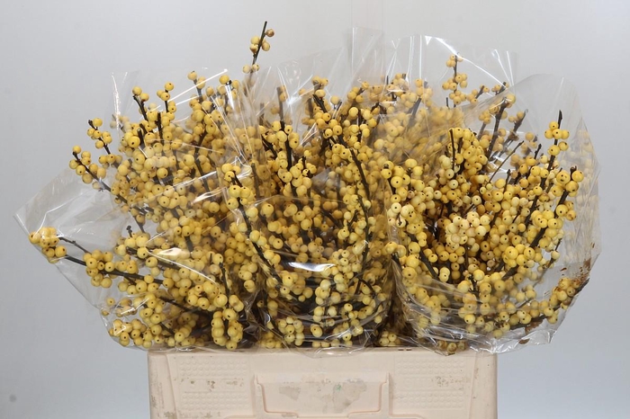 <h4>Ilex Citronella</h4>