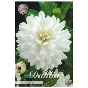 Dahlia Le Castle x1 l