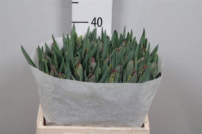 <h4>Tu Pa Rococo</h4>