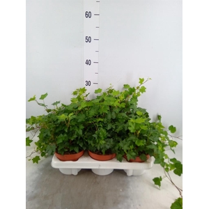 Hedera helix 'Brigitte'