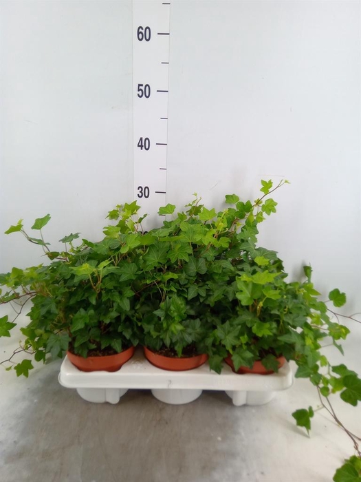 <h4>Hedera helix 'Brigitte'</h4>