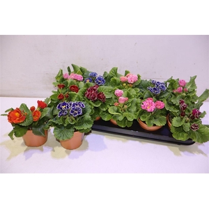 arr8 Prim Ac Bellisi Gem