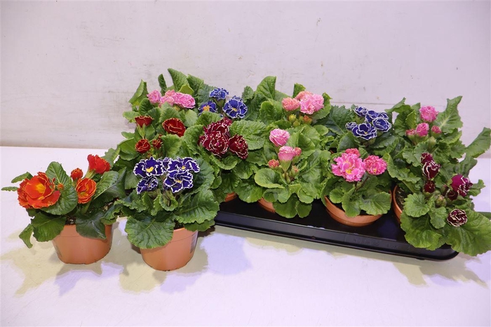 <h4>arr8 Prim Ac Bellisi Gem</h4>