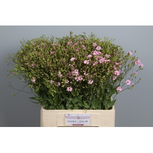 SAPONARIA OV