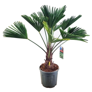 Trachycarpus wagnerianus