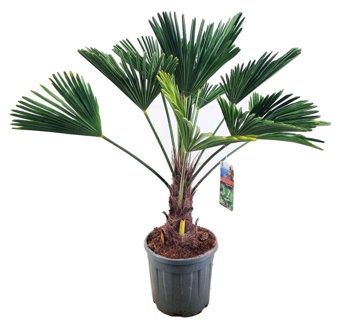 <h4>Trachycarpus wagnerianus</h4>
