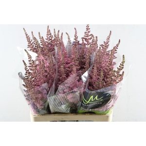 Astilbe Vision Pink L 65
