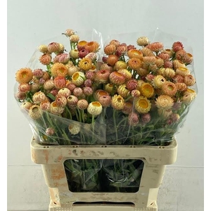 HELICHRYSUM OV