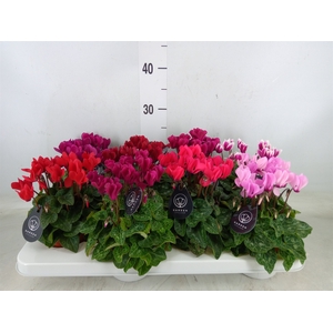 Cyclamen KL   ...patio