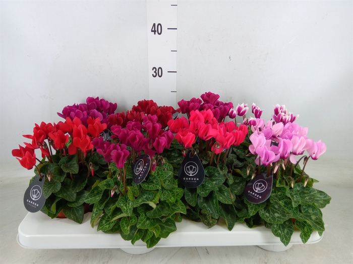 <h4>Cyclamen KL   ...patio</h4>