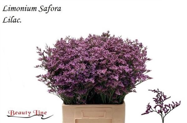 <h4>LIM SAFORA LILAC</h4>