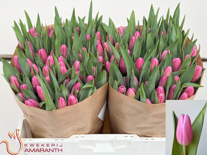 <h4>TU EN JUMBO PINK</h4>