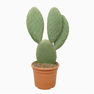 Opuntia