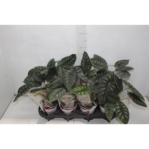 ALOCASIA DRAGON SCALE P12