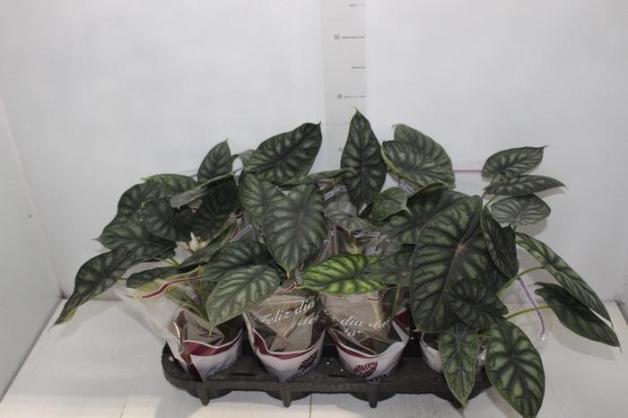 <h4>ALOCASIA DRAGON SCALE P12</h4>